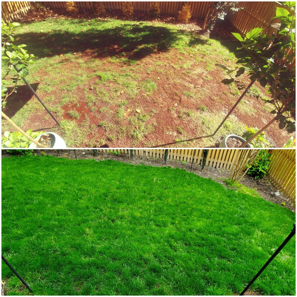 🔥Last Day Promotion 49% OFF🔥🌱2026 Evergreen Dwarf Grass Seed for Four Seasons